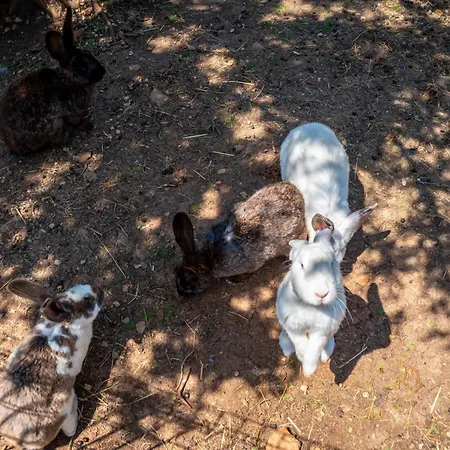 Apartamento Alenka By Interhome *