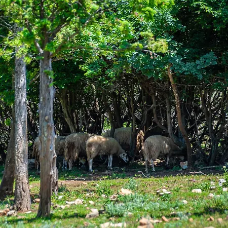 Apartamento Alenka By Interhome Omišalj