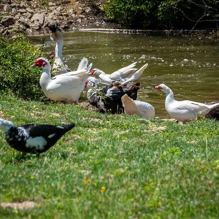 Alenka By Interhome Omišalj
