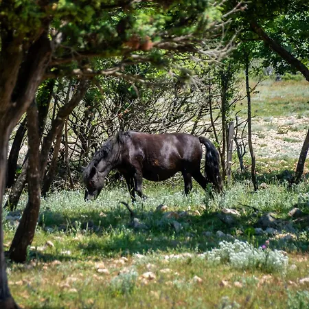 Alenka By Interhome Apartamento Omišalj